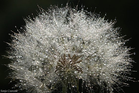 Dandelion in the glow