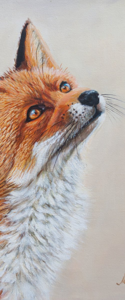 Fox look up by Norma Beatriz Zaro