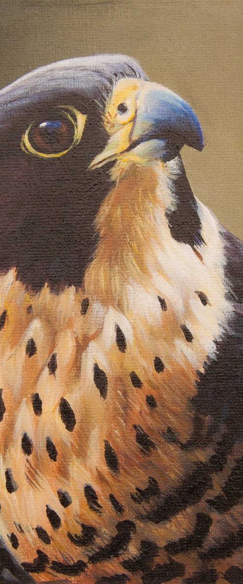Peregrine Falcon by Norma Beatriz Zaro