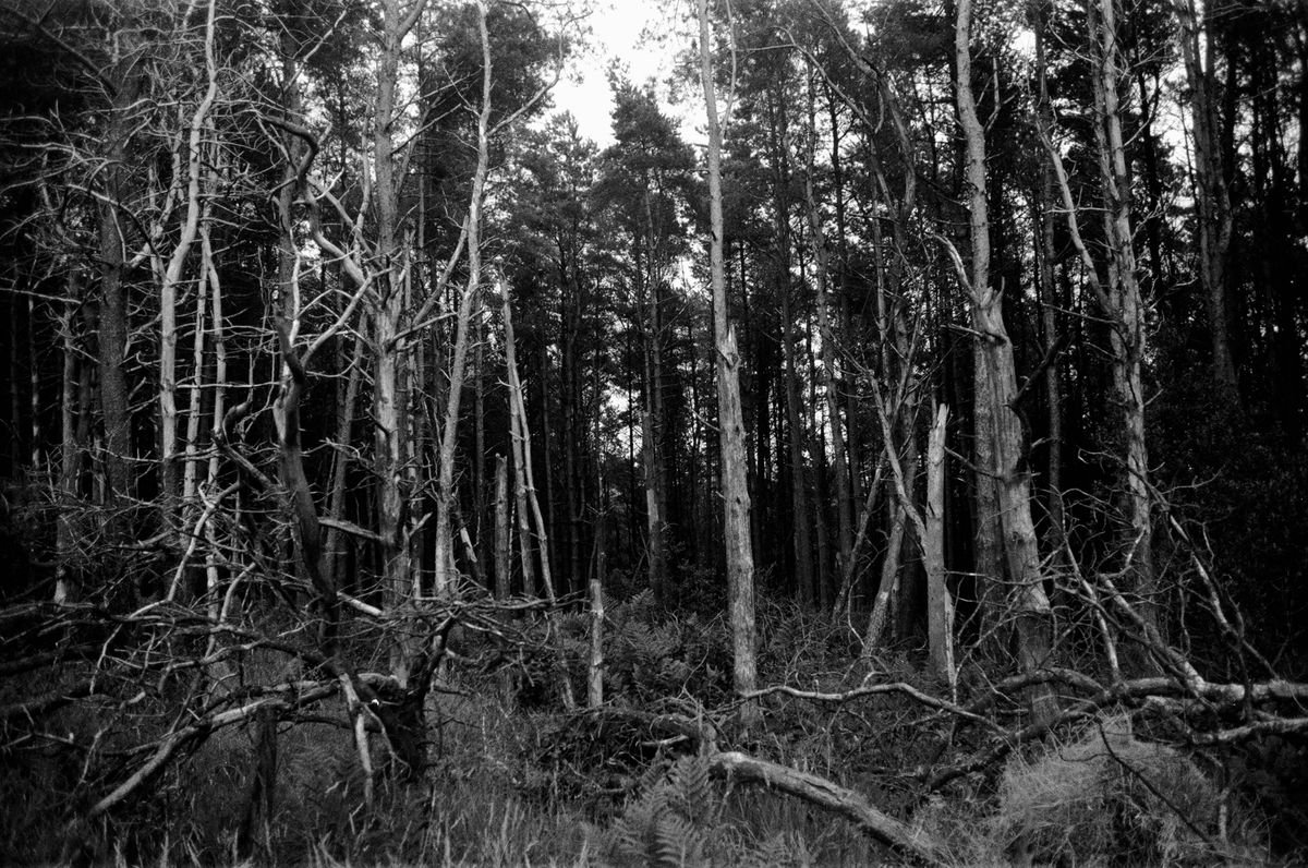 Photorealistic Landscape Photograph By Justice Hyde, 28 X 20", Northern Woods 11 - Unmounted, Original Artwork