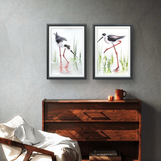 A pair of Black-necked stilt