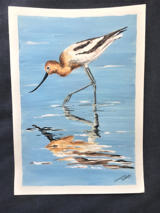 American Avocet Wading