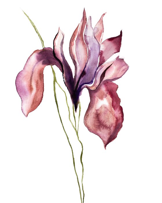 Iris No. 100