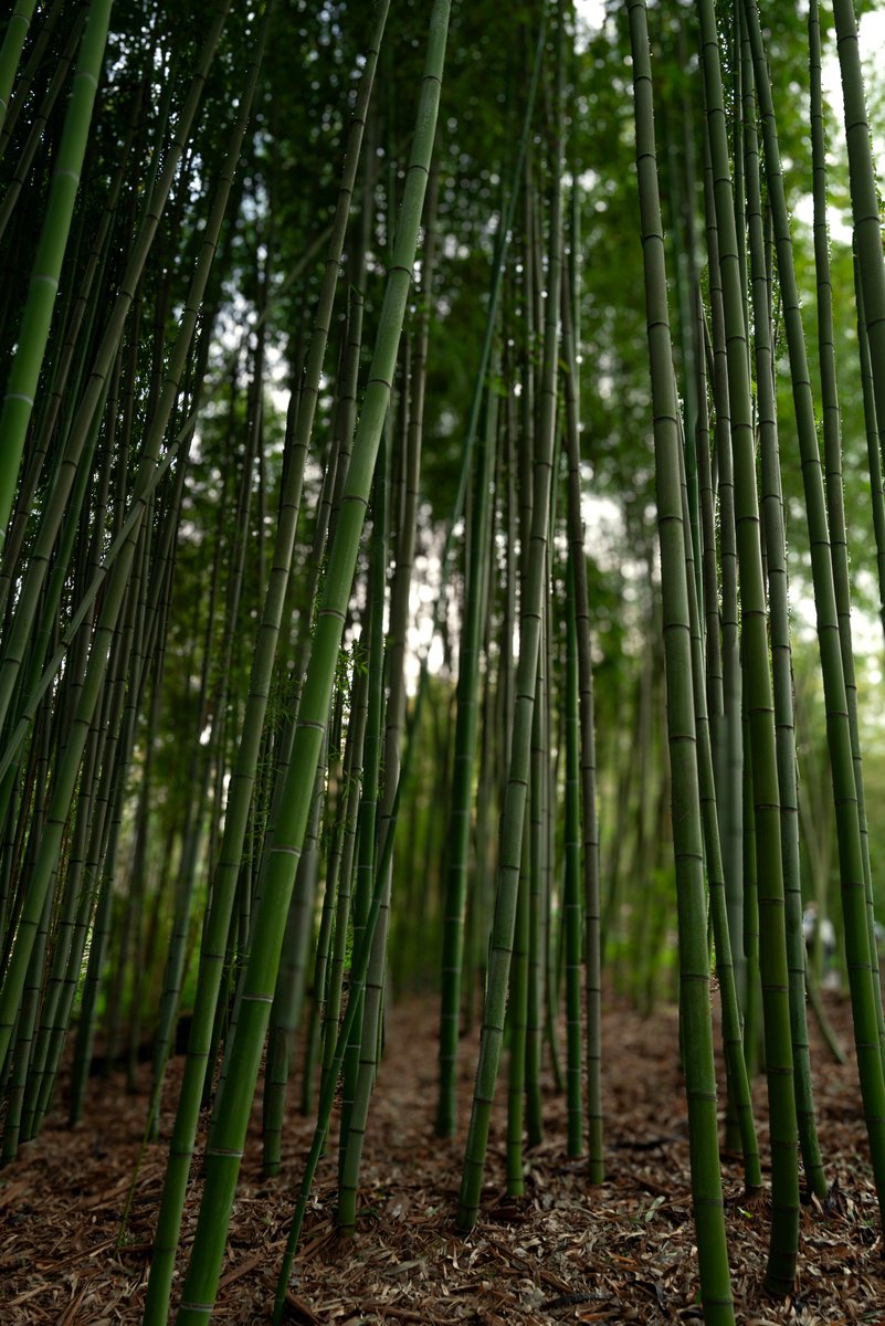 Photorealistic Photograph , Silent Verticals - ? Rome Bamboo Forest By Chiara Vignudelli, 12 X 18, Artwork For Sale On Artfinder