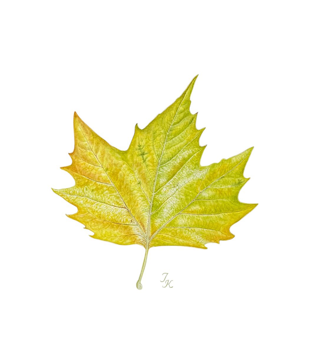 Illustrative Watercolour , Plane Tree Leaf By Tetiana Kovalova, 10 X 12, Artwork For Sale On Artfinder