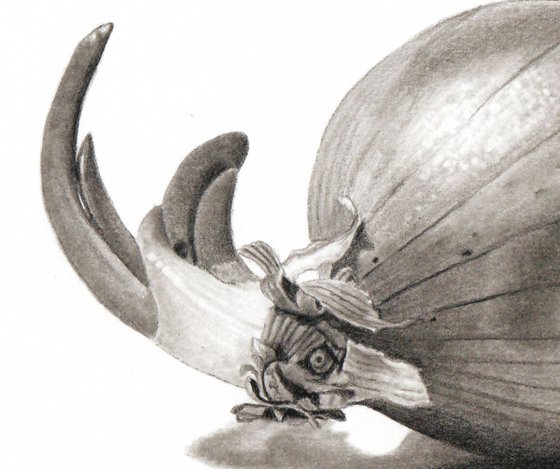 Rhino Onion