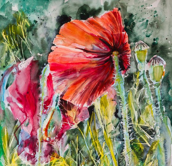 Poppy