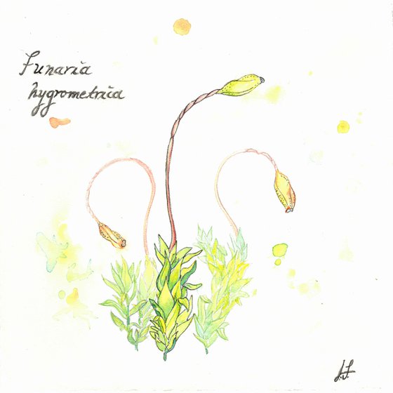 Funaria hygrometrica - Bonfire moss - Plant Study #2