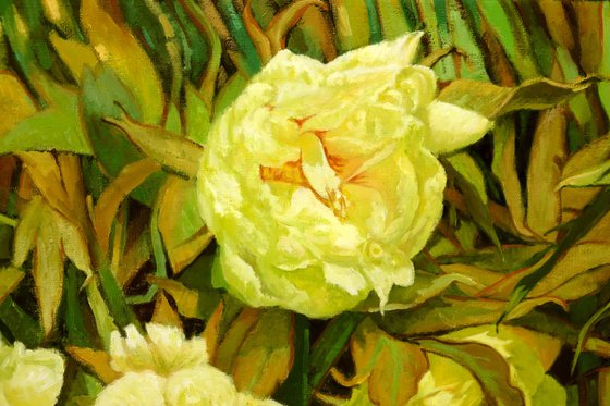Mainau garden 3. - Peonia