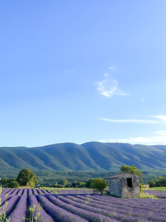 THE COLORS OF PROVENCE