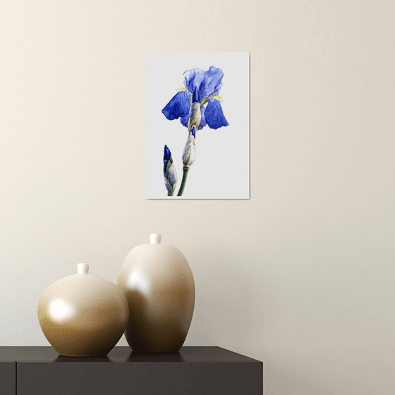 Blue Iris