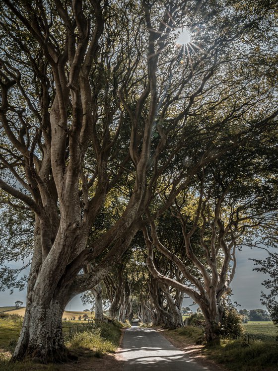 THE DARK HEDGES