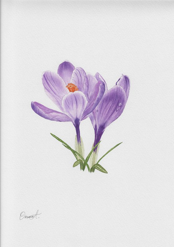 Spring Crocuses