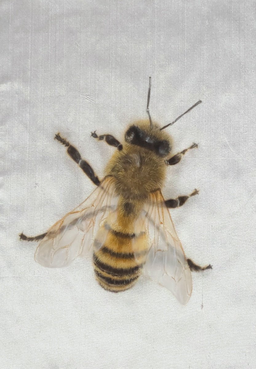 Photorealistic Animal Acrylic Painting By Olga Belova, 8 X 12", Wings Of Gold, Original Artwork