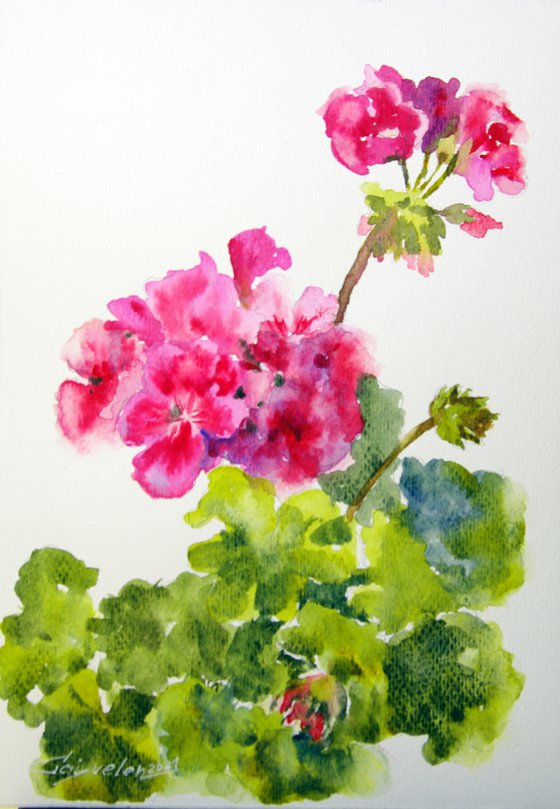 Blooming pelargonium sketch