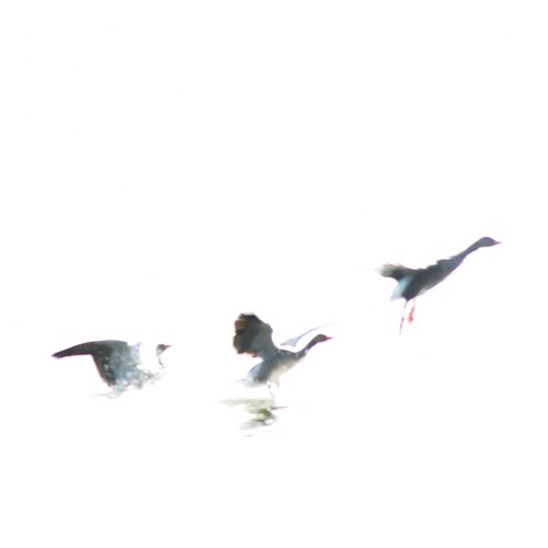 Geese in flight, by oconnart