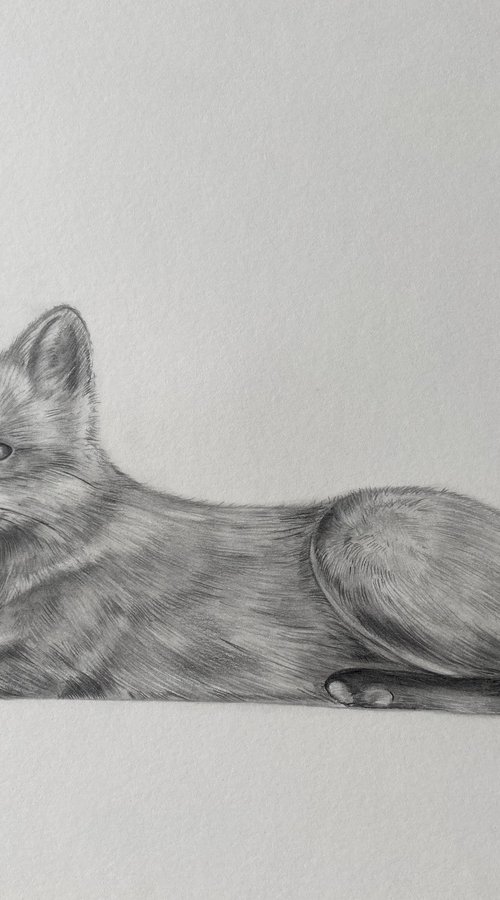 The Wise fox by Bethany Taylor