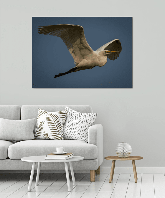 Eddie the Egret
