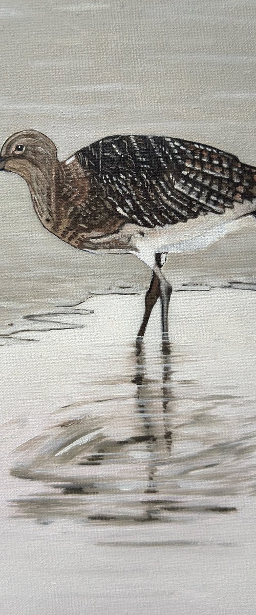 Curlew by Jem Gooding