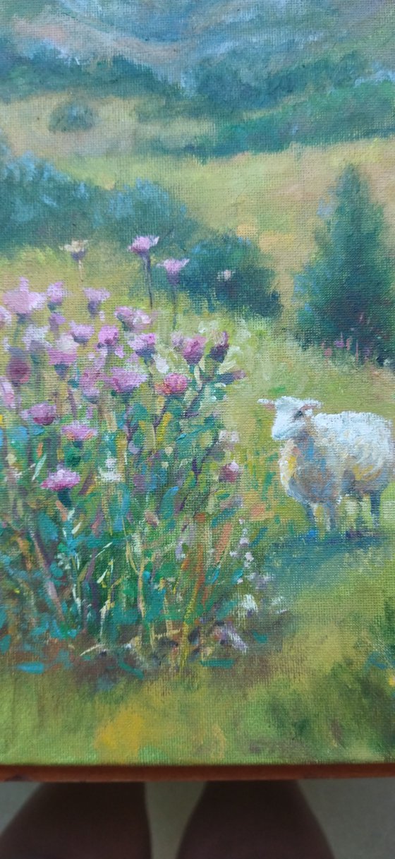 Scottish landscape, sheep on pasture