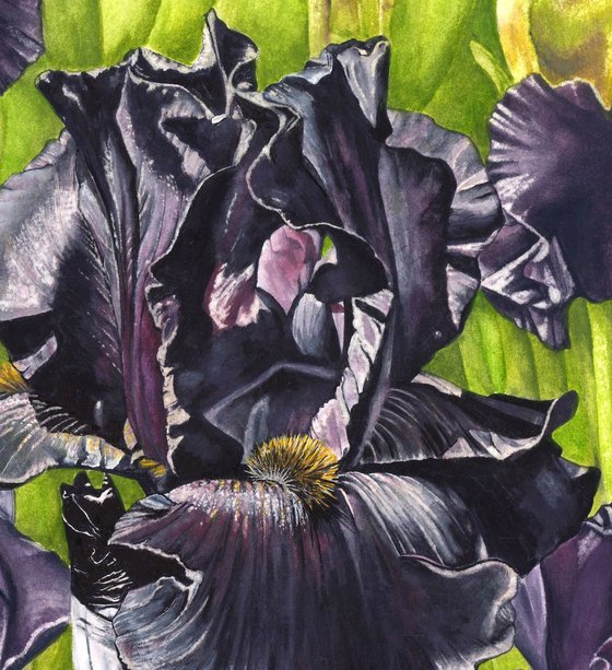 Black Irises