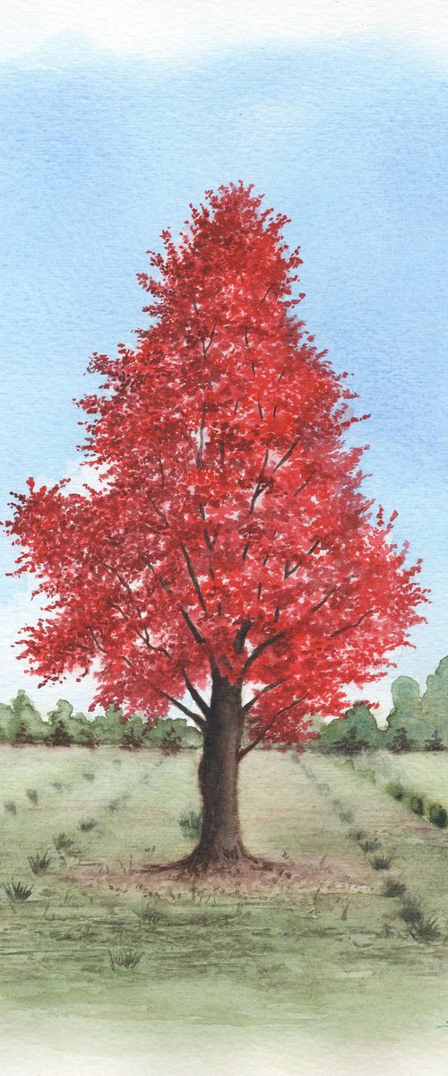 Red Maple Tree by Shweta  Mahajan