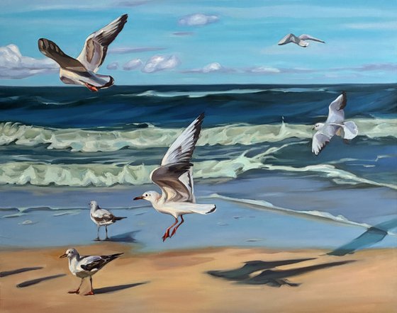 Sea seagulls