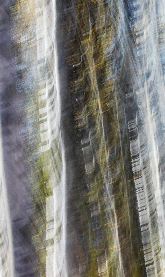 Birches (studio 6)