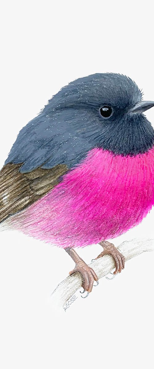 Pink Robin by Amanda Gosse