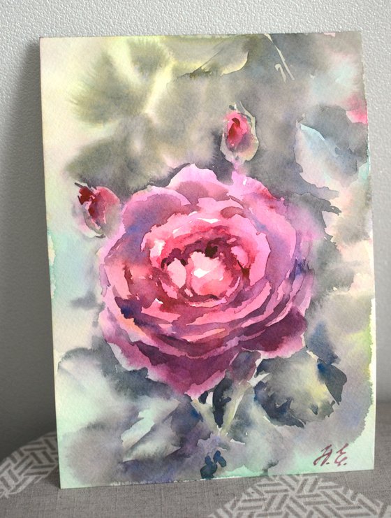 Purple Watercolor rose, flower from Summer garden
