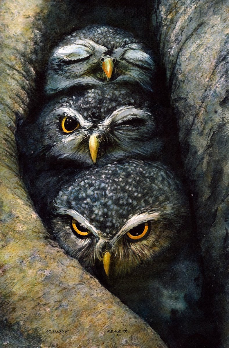 Photorealistic Animal Watercolour By Reme Jr., 9 X 14", Little Owls, Original Artwork
