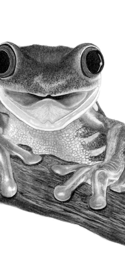 Tree Frog by Paul Stowe