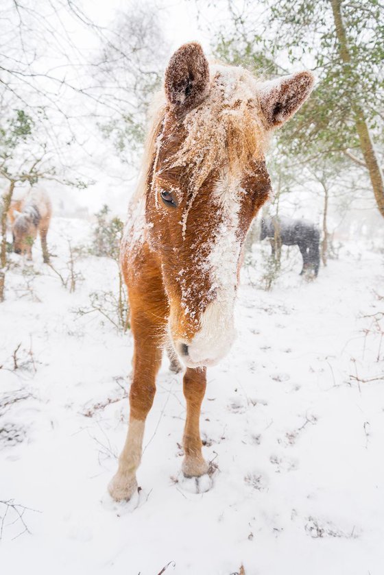 SNOW HORSES 4.