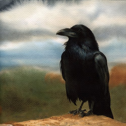 Bird CCLX - Raven by REME Jr.