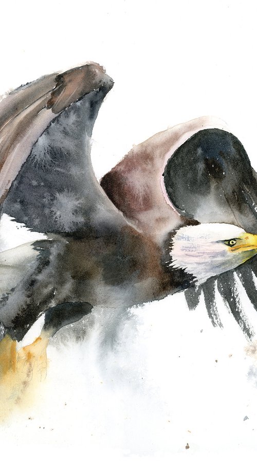 Flying Eagle  -  Original Watercolor Painting by Olga Shefranov by Olga Tchefranov (Shefranov)
