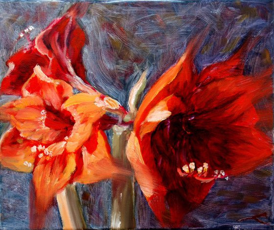 Amaryllis