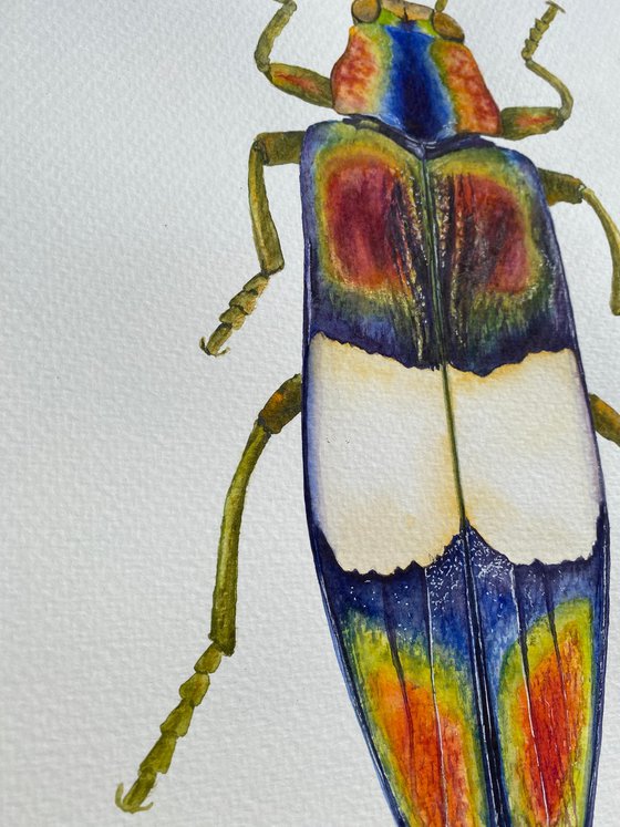 Radiant Majesty: Chrysochroa Edwardsi Beetle 2