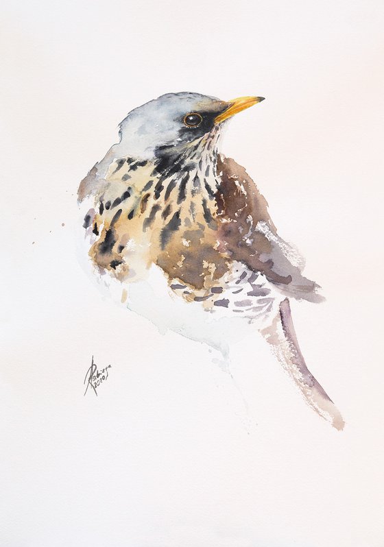 Fieldfare