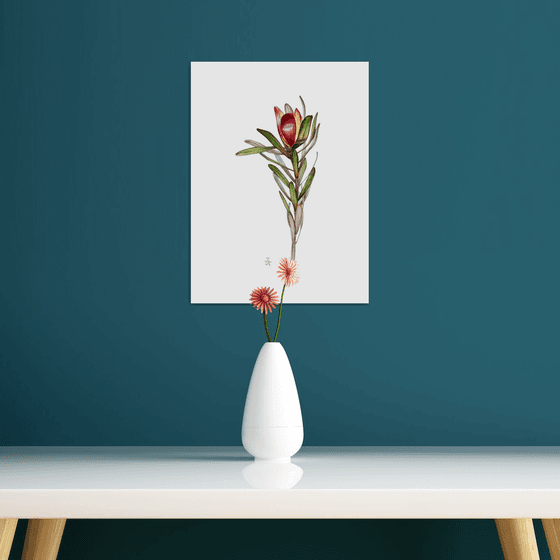 Leucadendron