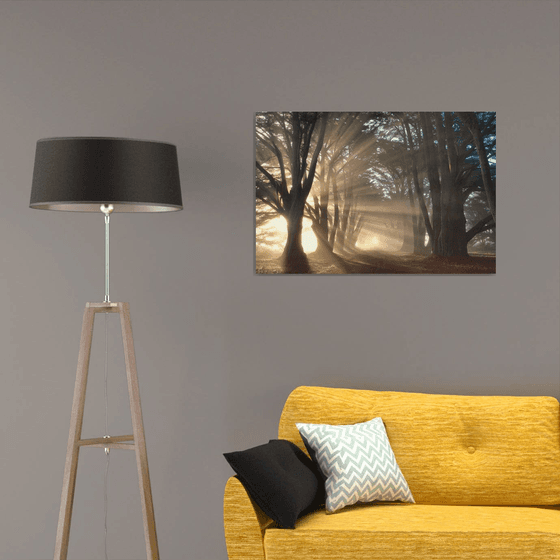 Cypress Tree Sunrise