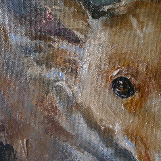 The Look of the Red Dog