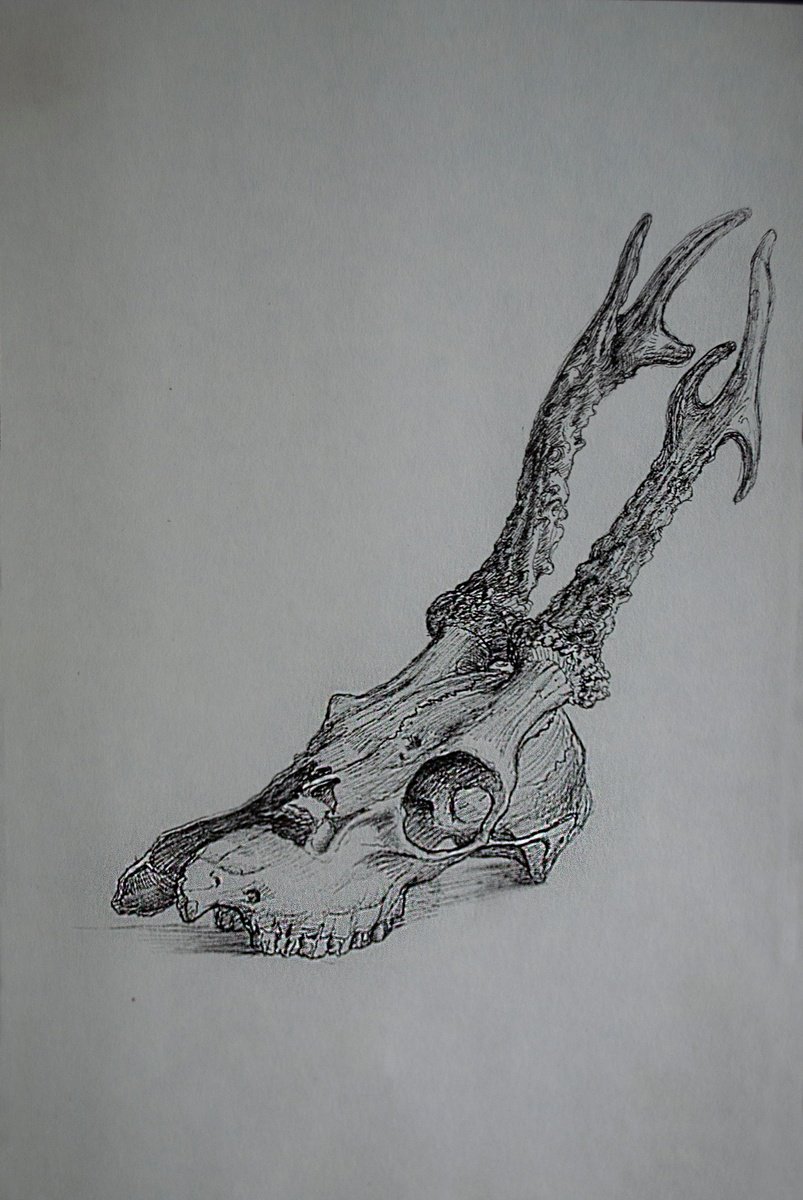 Deer skull 2 - Memento mori by Nikola Ivanovic