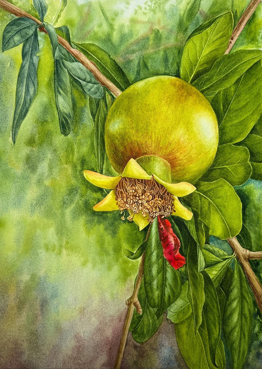 Photorealistic Botanical Watercolour By Yuliia Prokopchuk, 13 X 18", Pomegranate Painting, Original Artwork