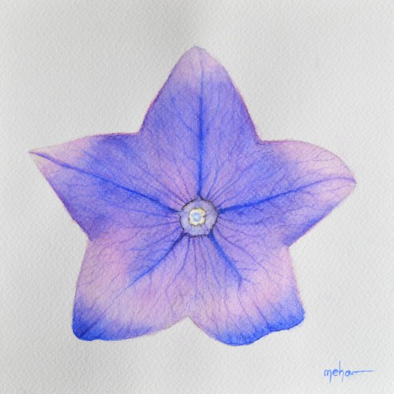 Chinese Bellflower