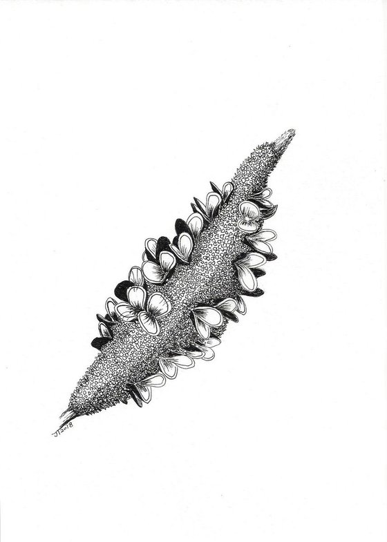 Banksia Seed Pod