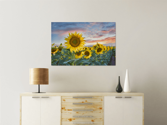 Sunflower Sundown