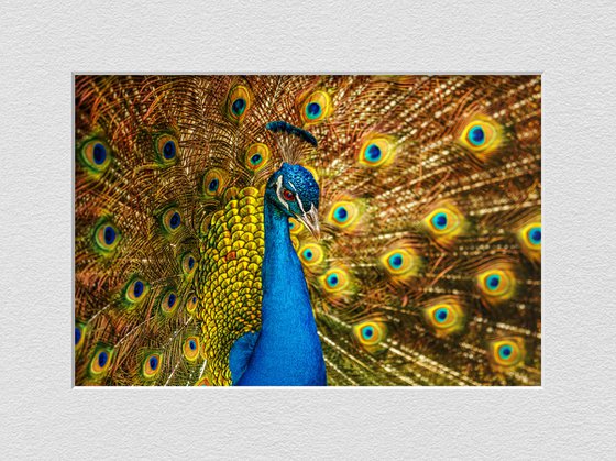 Peacock