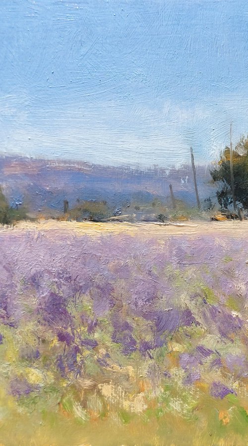 Lavender at St Jean by Pascal Giroud