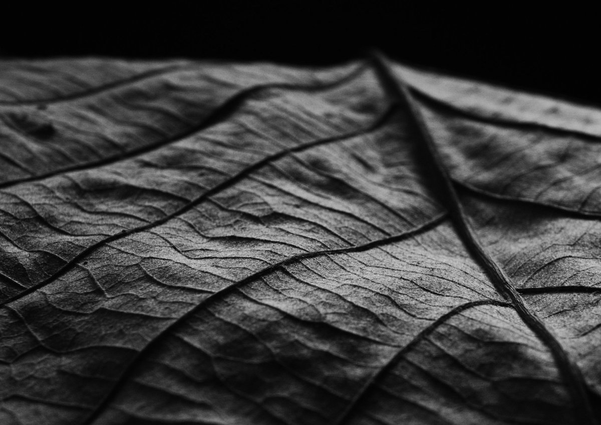 Photorealistic Botanical Photograph By Charles Brabin, 17 X 12, Leaf Veins Vi, Original Artwork