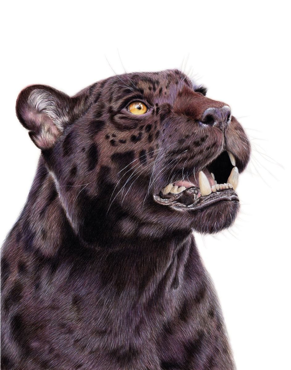Black Jaguar by Katie Packer